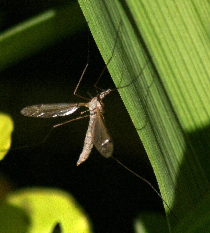 Mosquito on a leaf Mosquito on a leaf