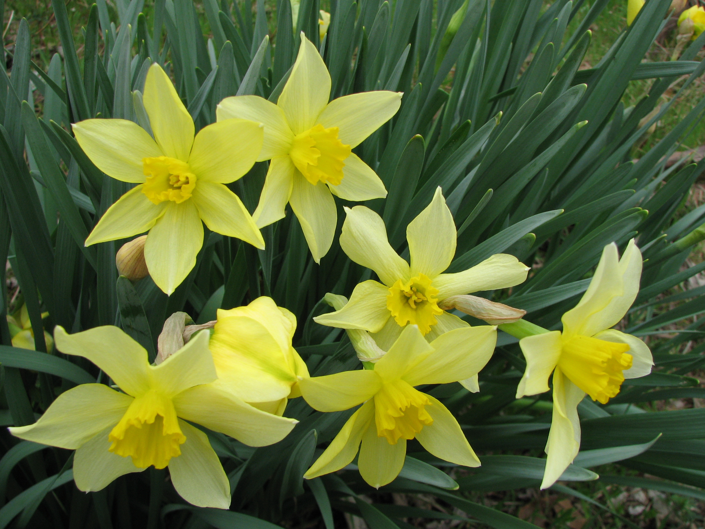 blooming daffodils