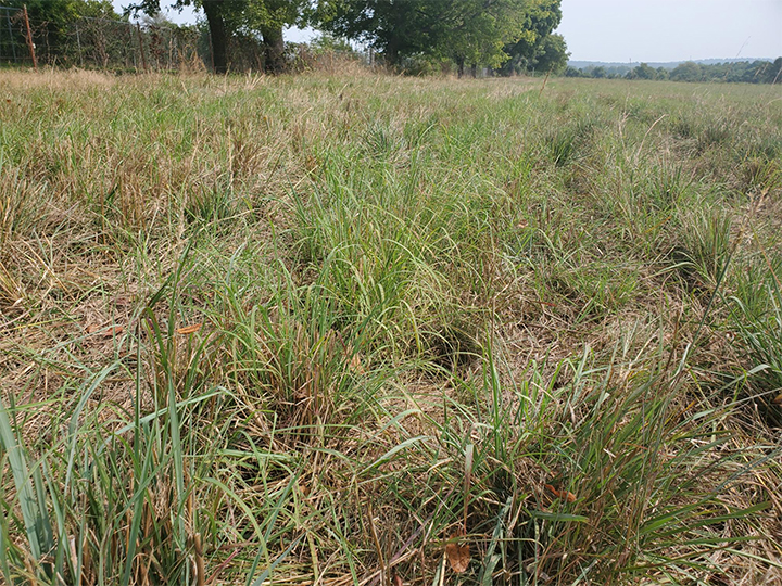 Native grasses