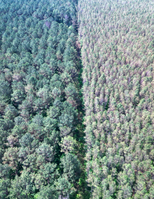 Uninfected trees vs blighted stand in Mississippi