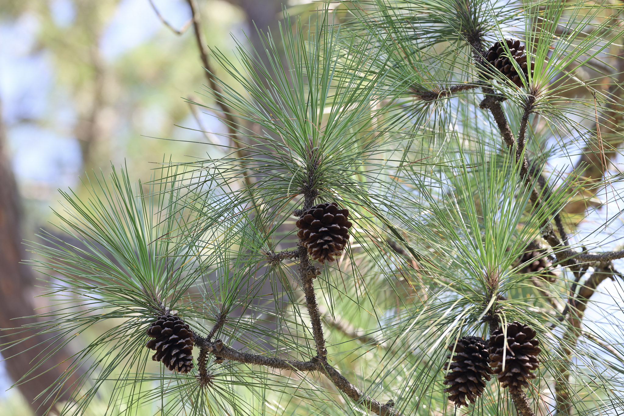 Sunlight on pine trees