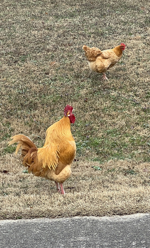 red rooster and hen on green grass