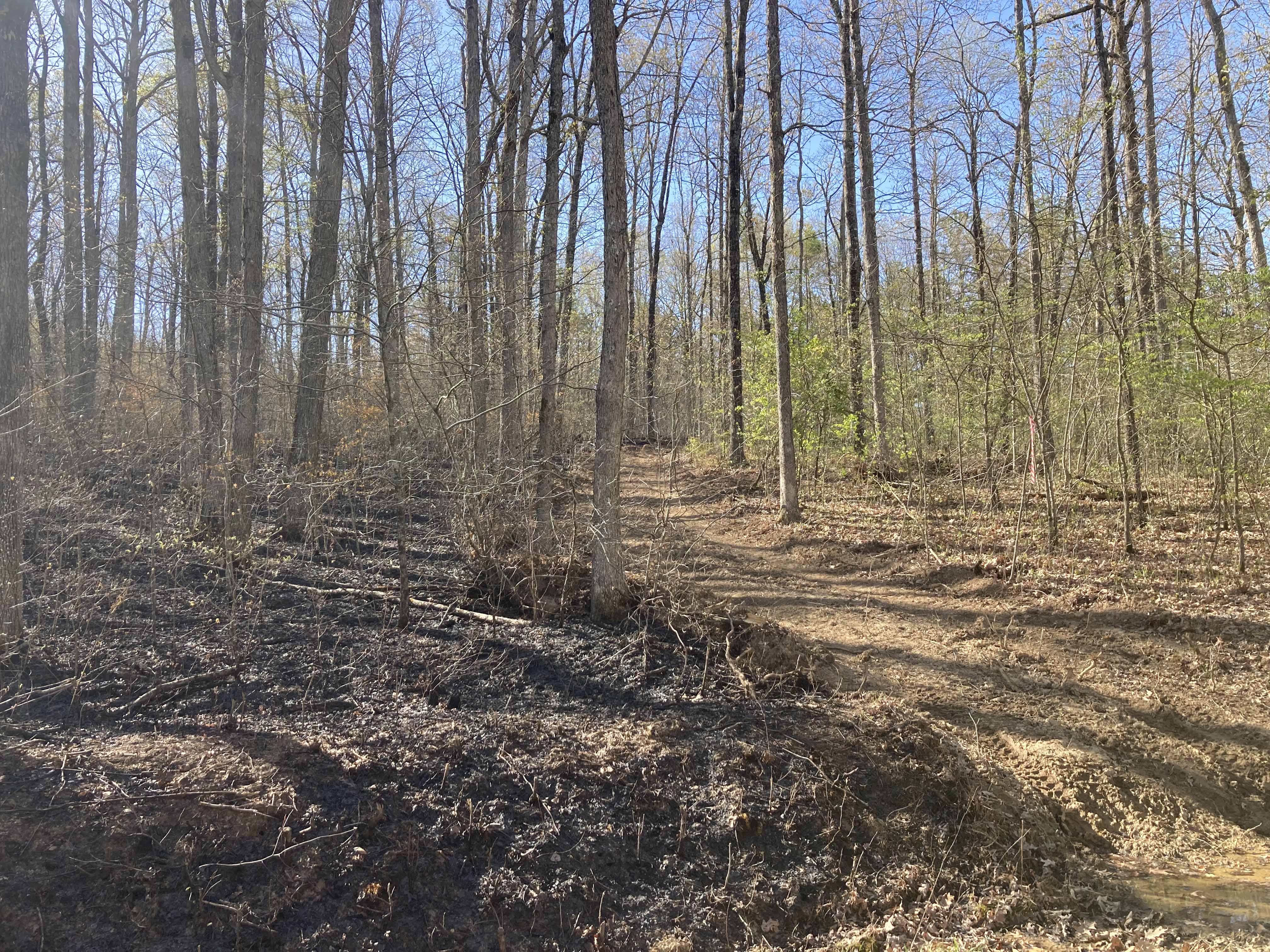 Scene of a prescribed burn in arkansas