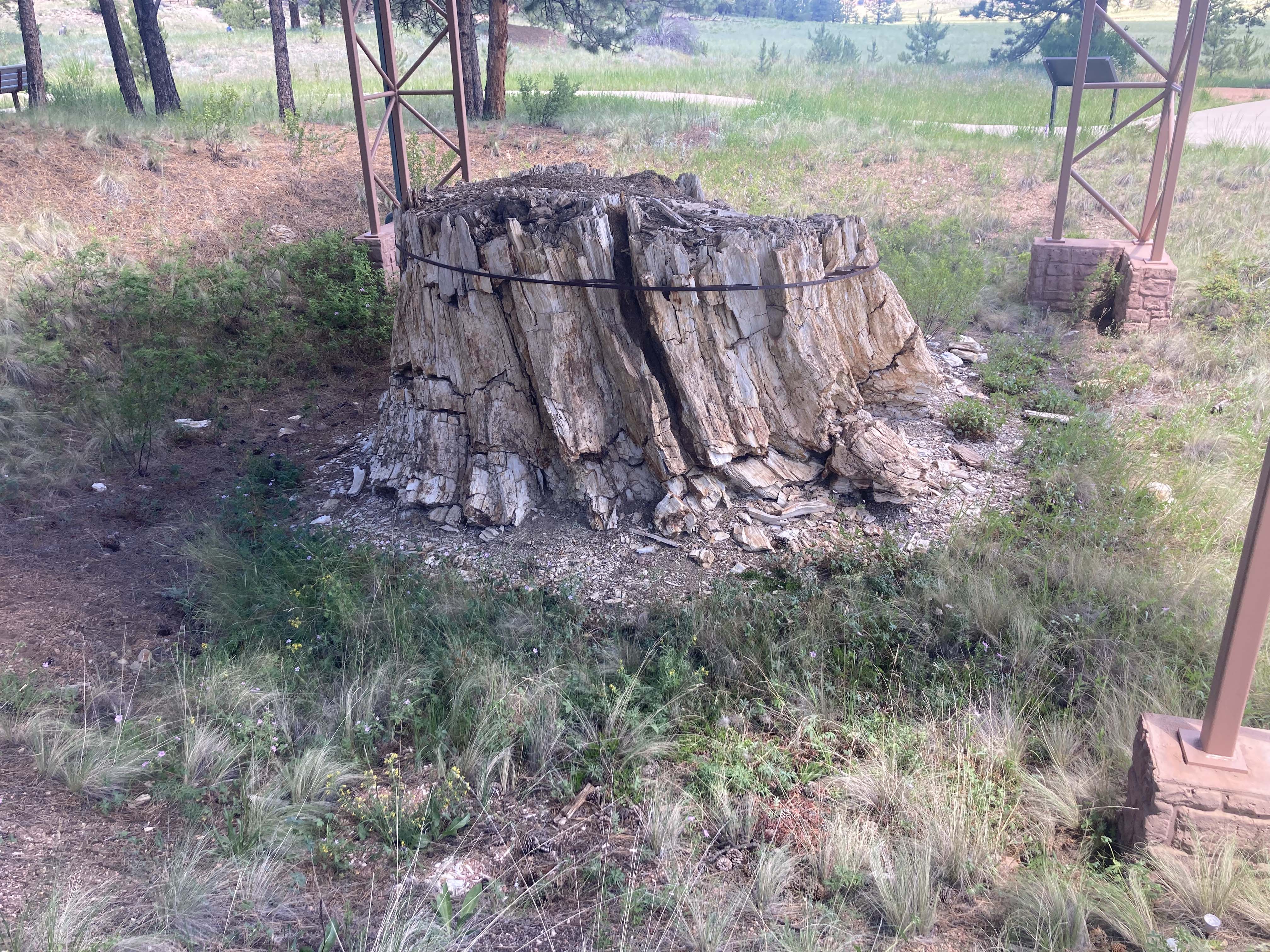 Petrified stump of a redwood tree