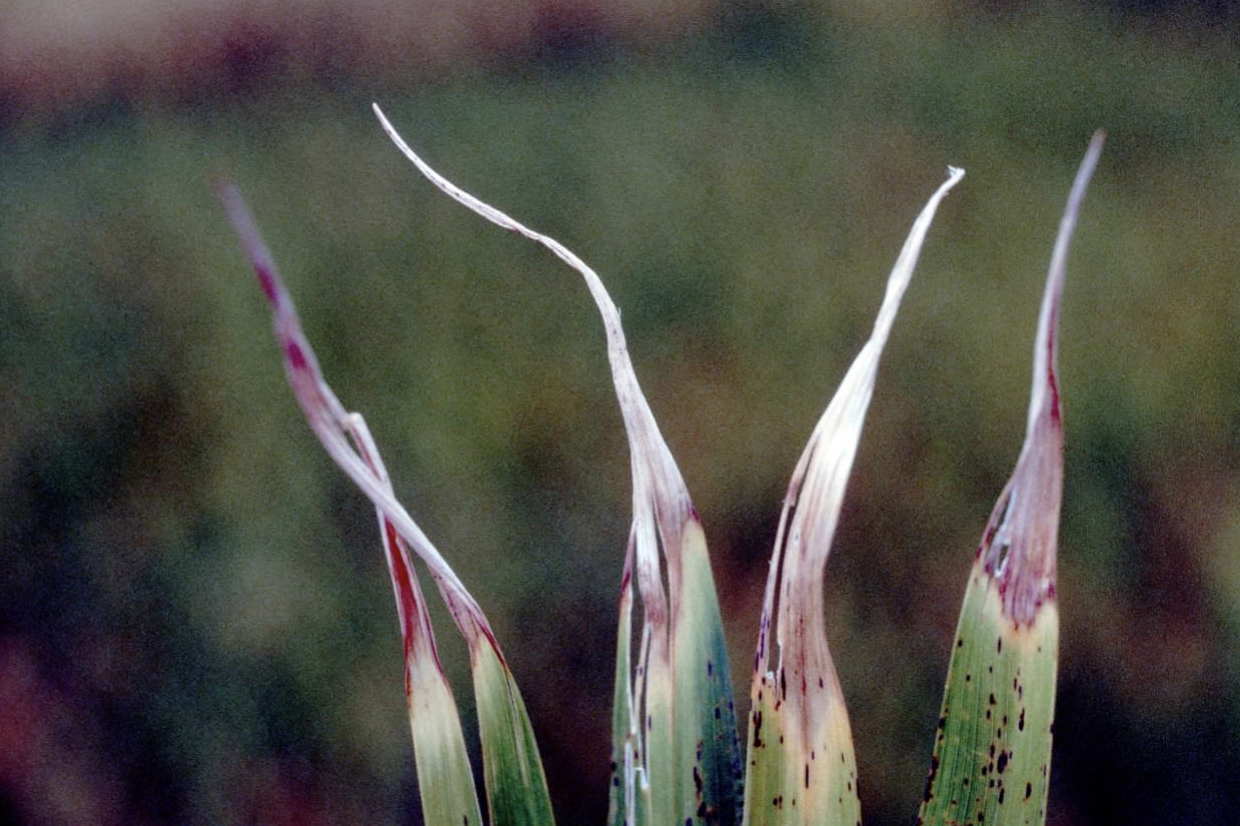 Late season symptoms of white tip nematode (Courtesy of Dr. Don Groth of LSU) Late season symptoms of white tip nematode (Courtesy of Dr. Don Groth of LSU)