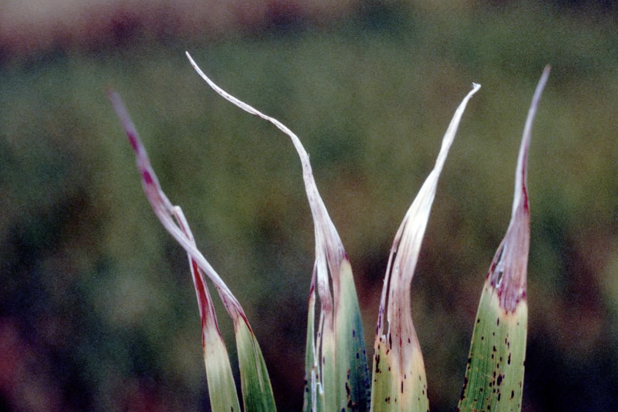 Late season symptoms of white tip nematode (Courtesy of Dr. Don Groth of LSU)