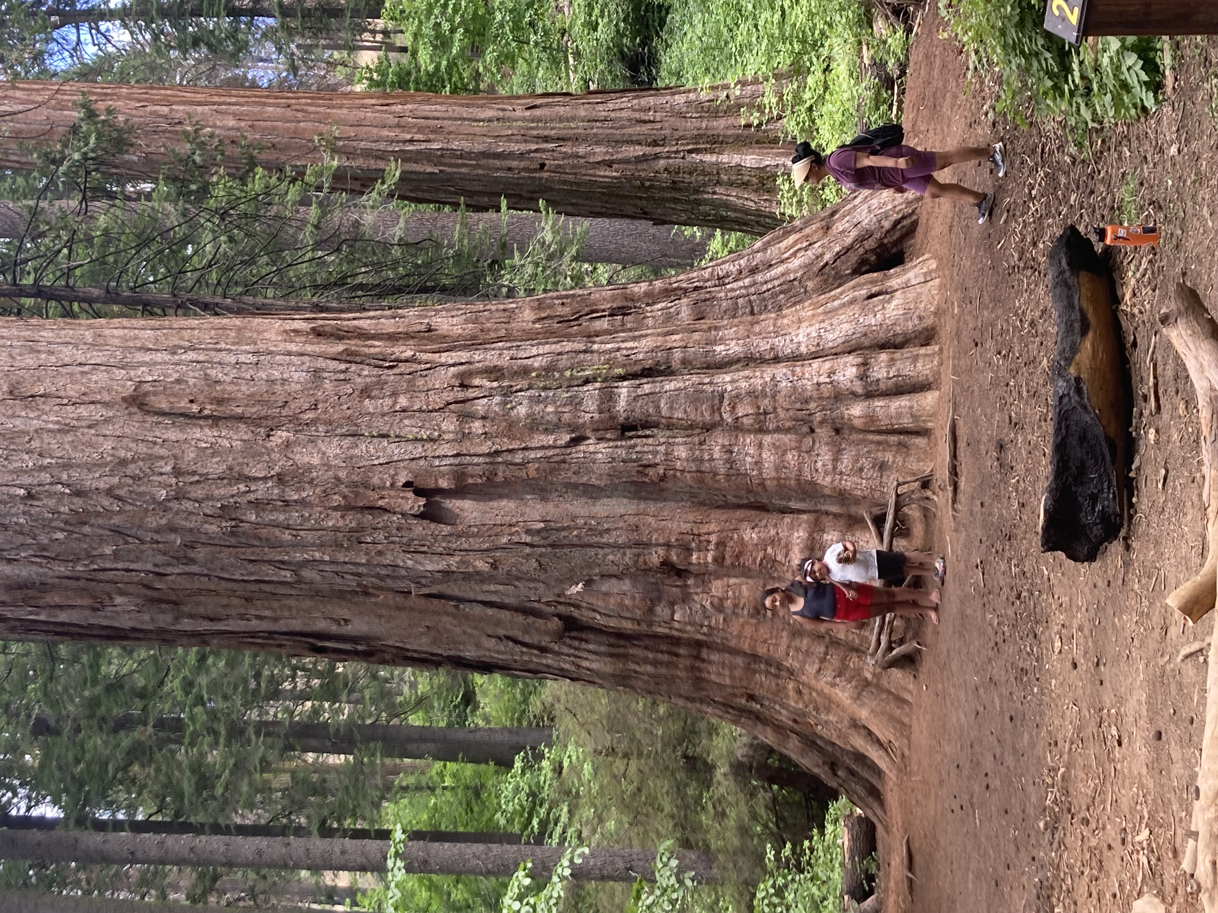 Giant redwood tree