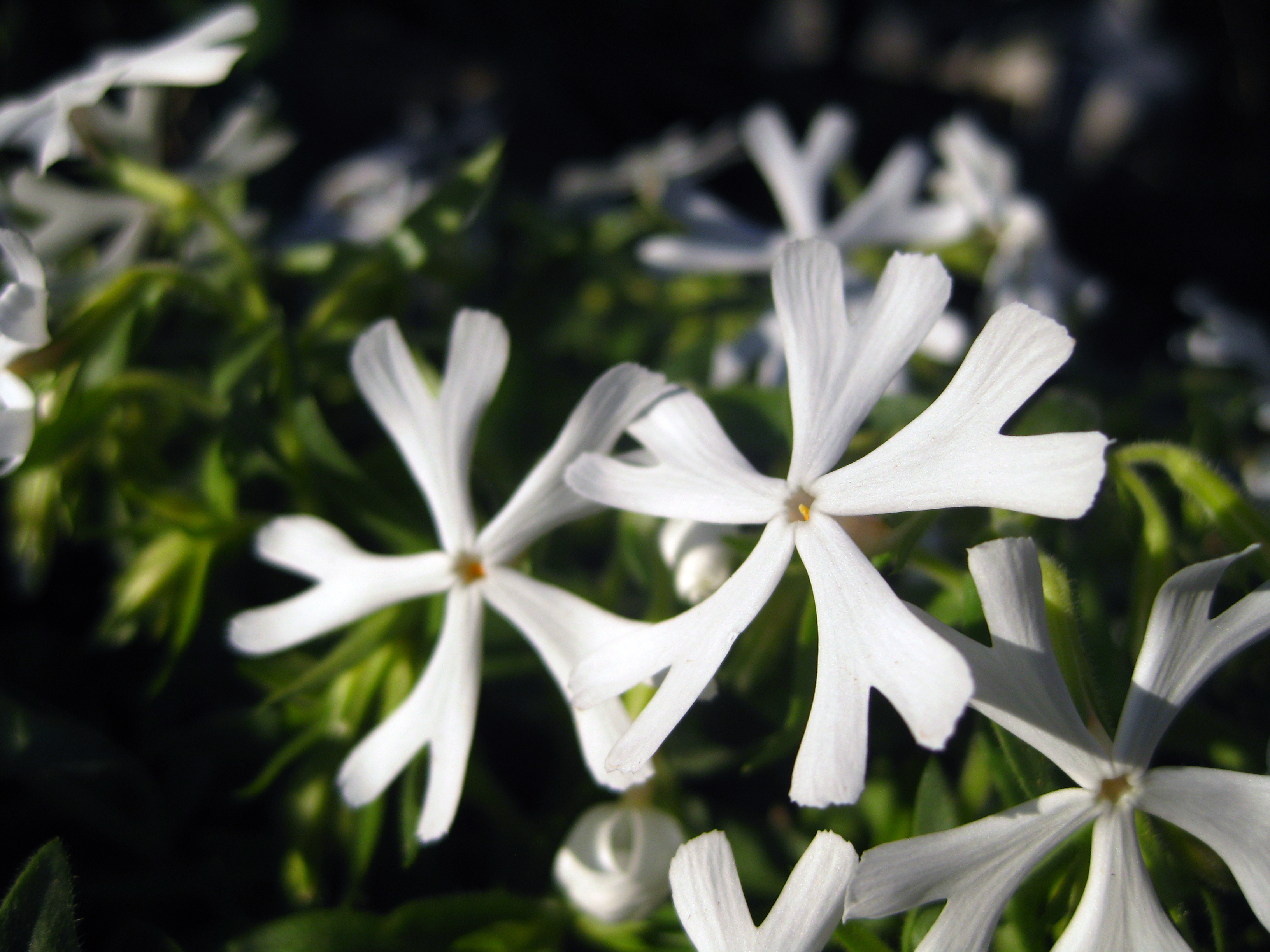 Clump of white flowers, possibly Silene