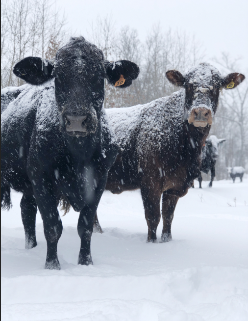 Cattle in the snow