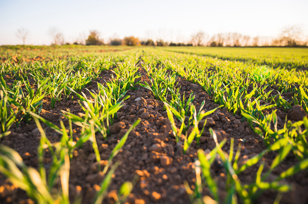 Sprouting field Sprouting field