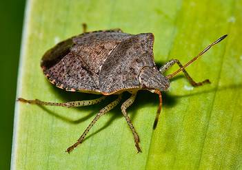 Stinkbug