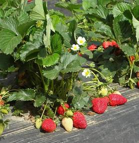 Strawberry plant Strawberry plant