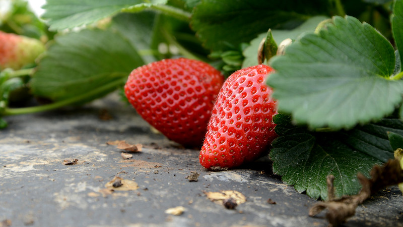 Red strawberries growing on black plastic.