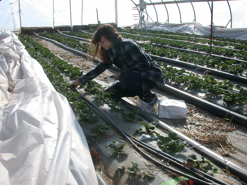 Strawberry growing Woman in greenhouse with strawberry rows