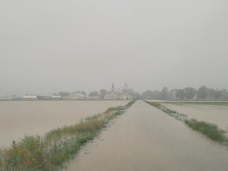 Flooding at rice center in Stuttgart