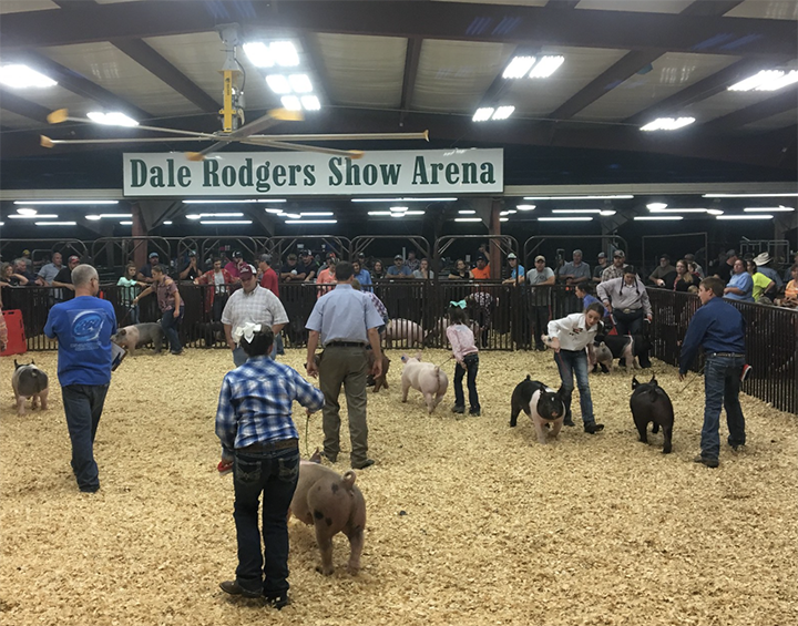 youth showing swine youth showing swine