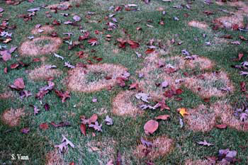 Zoysia patch Zoysia patch in lawn