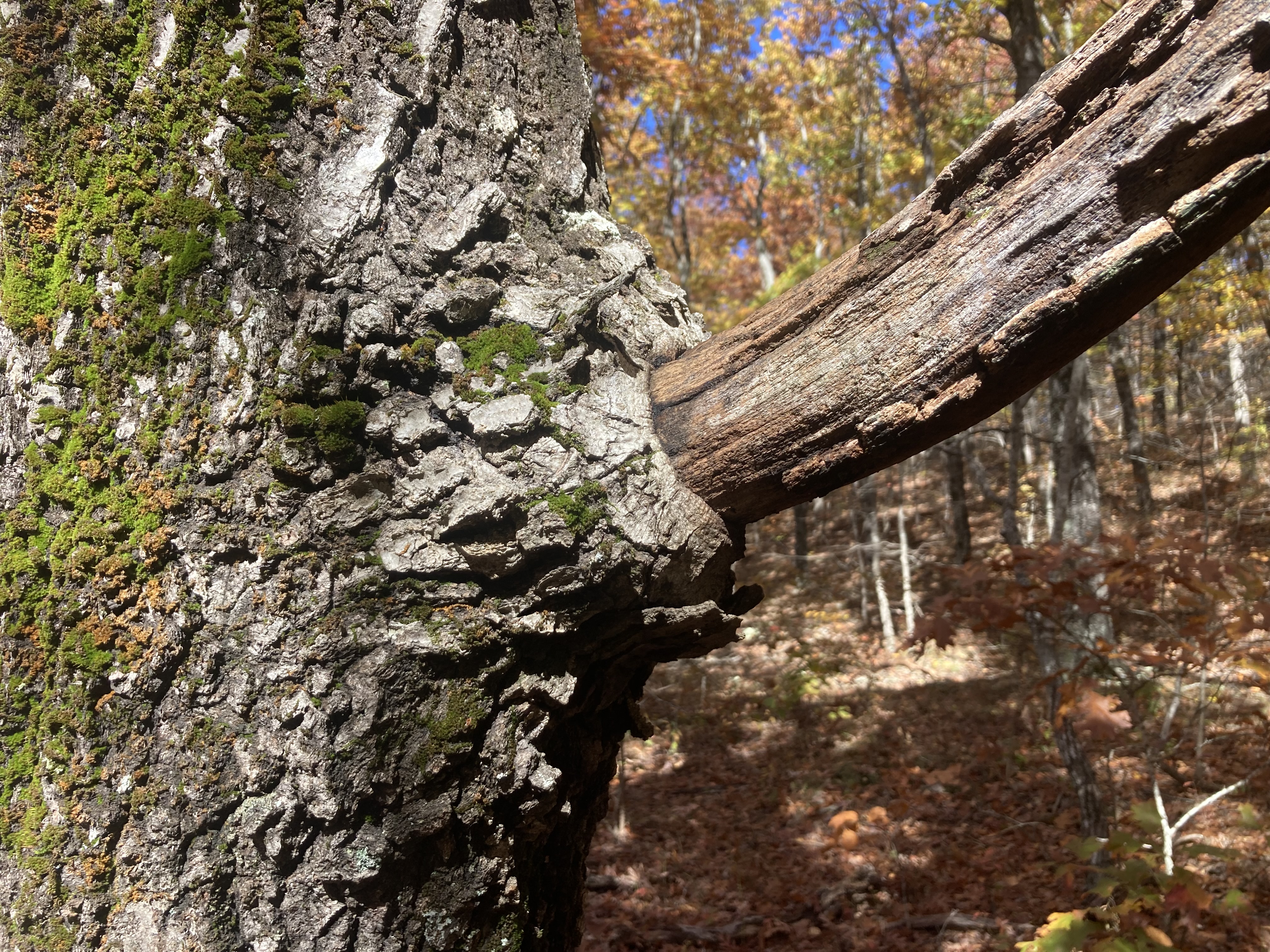 tree with dead limb protruding from collar