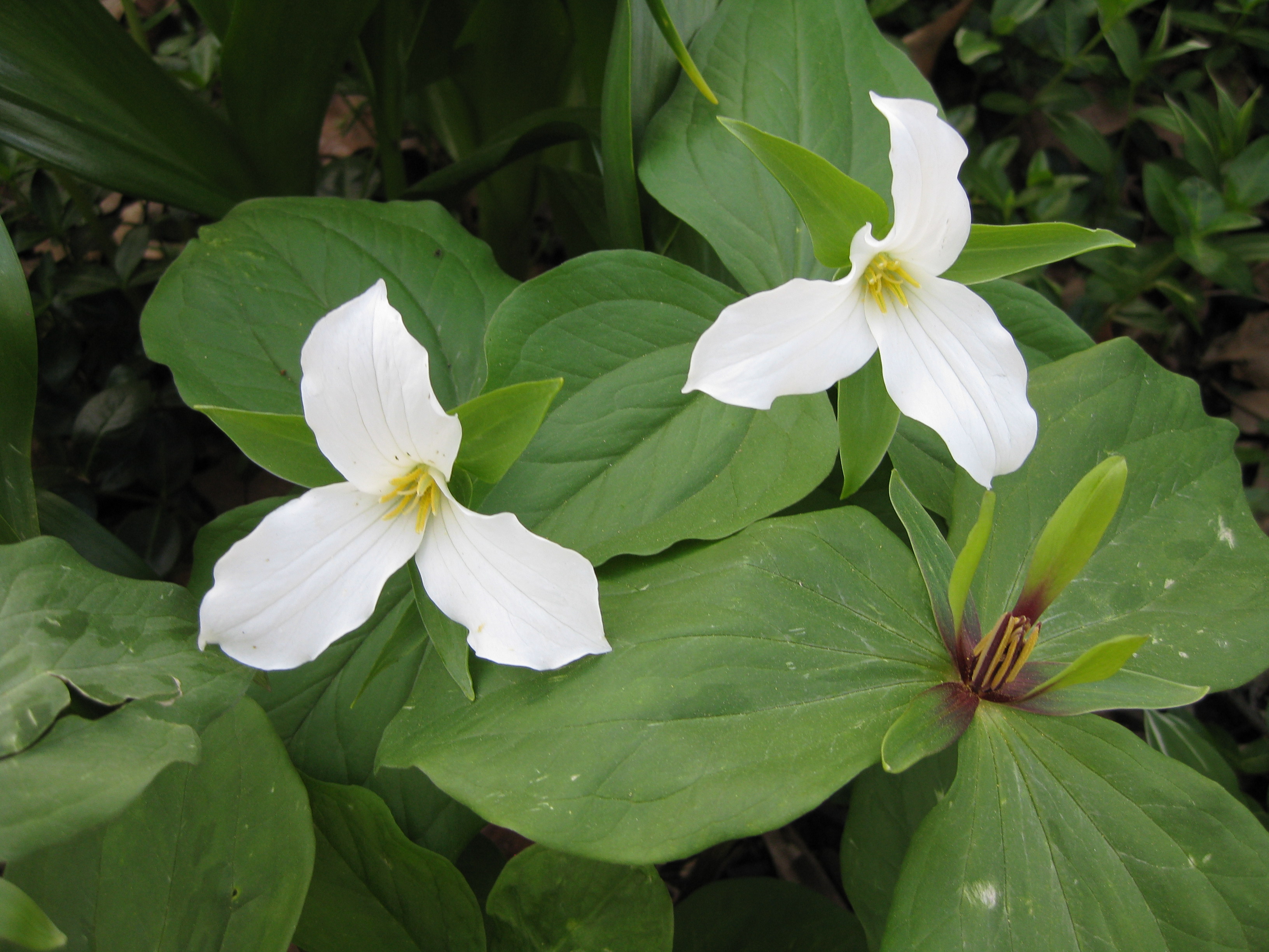 Trillium bed