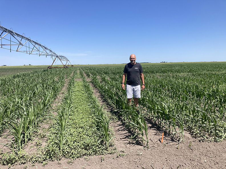 Man standing in corn field with blue sky.