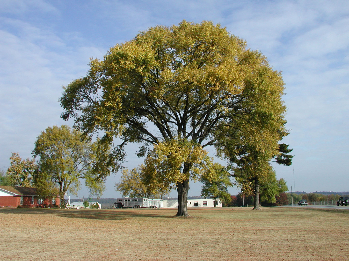 American Elm: 100 Most Common North American Trees