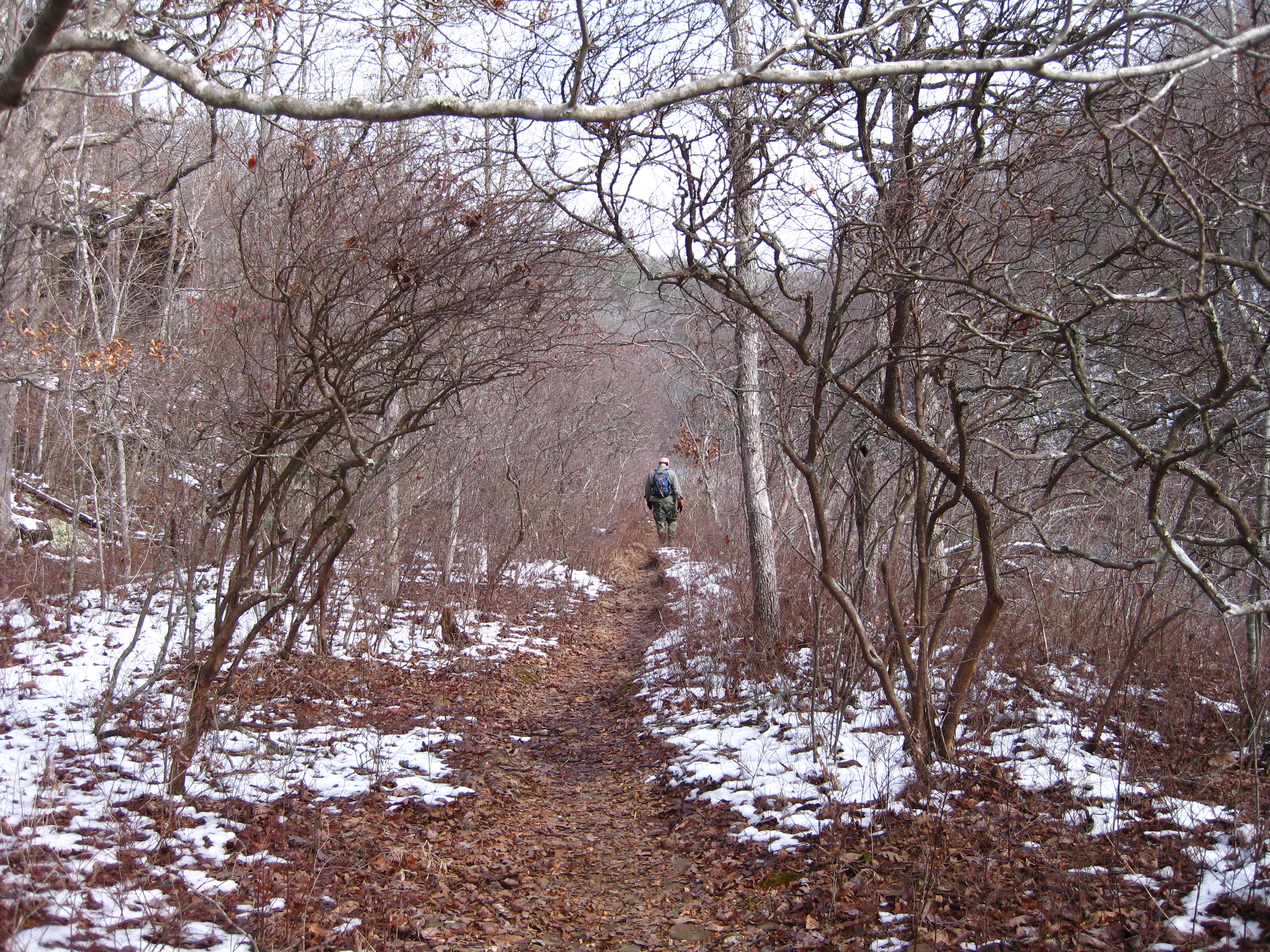 A path lined with farkleberry bushes