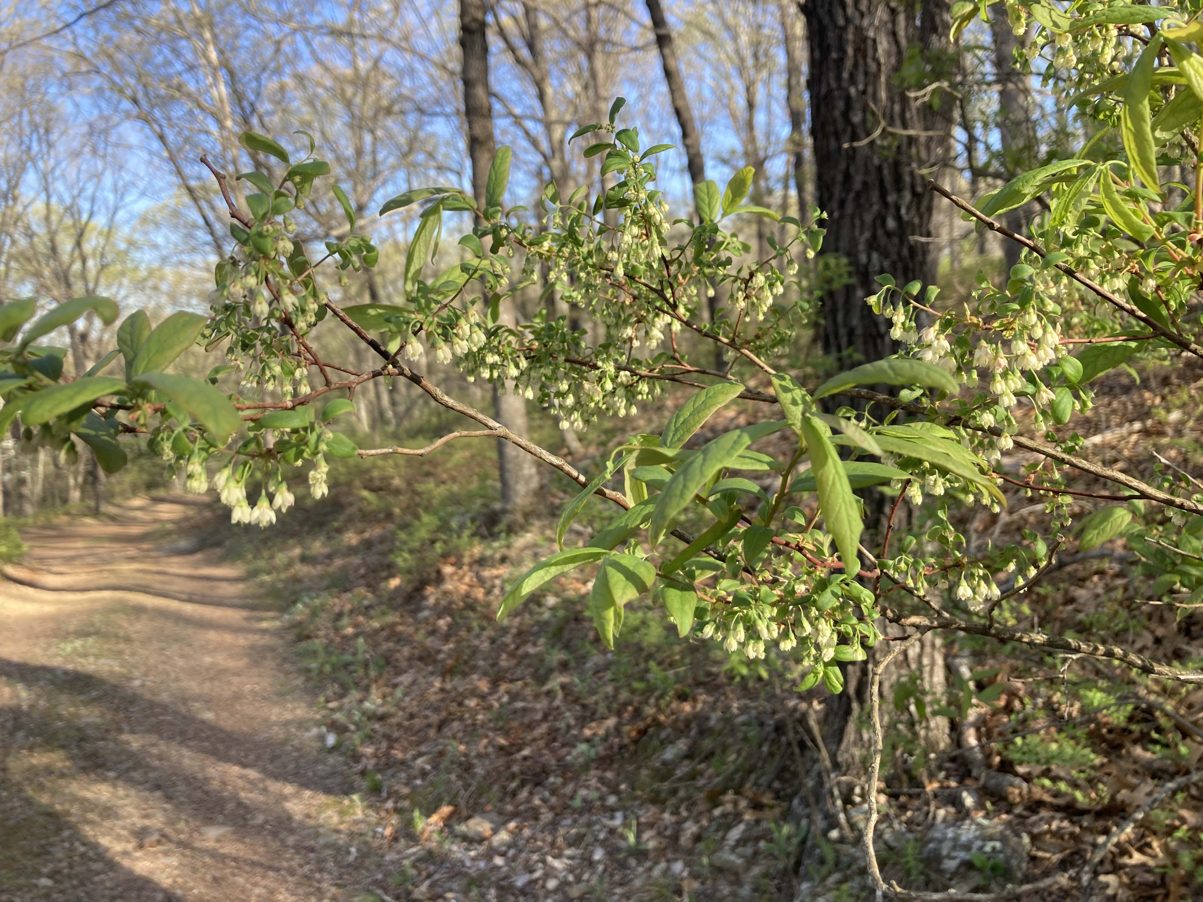 Close-up of farkleberry plant