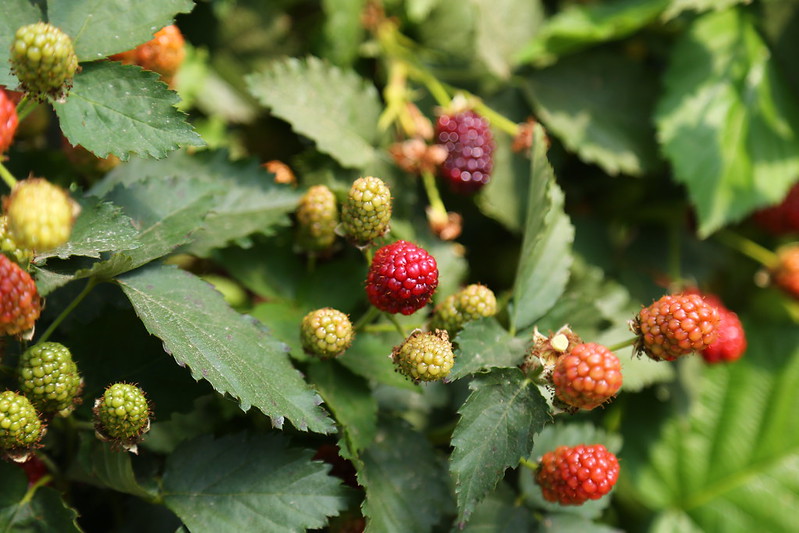 Blackberries growing