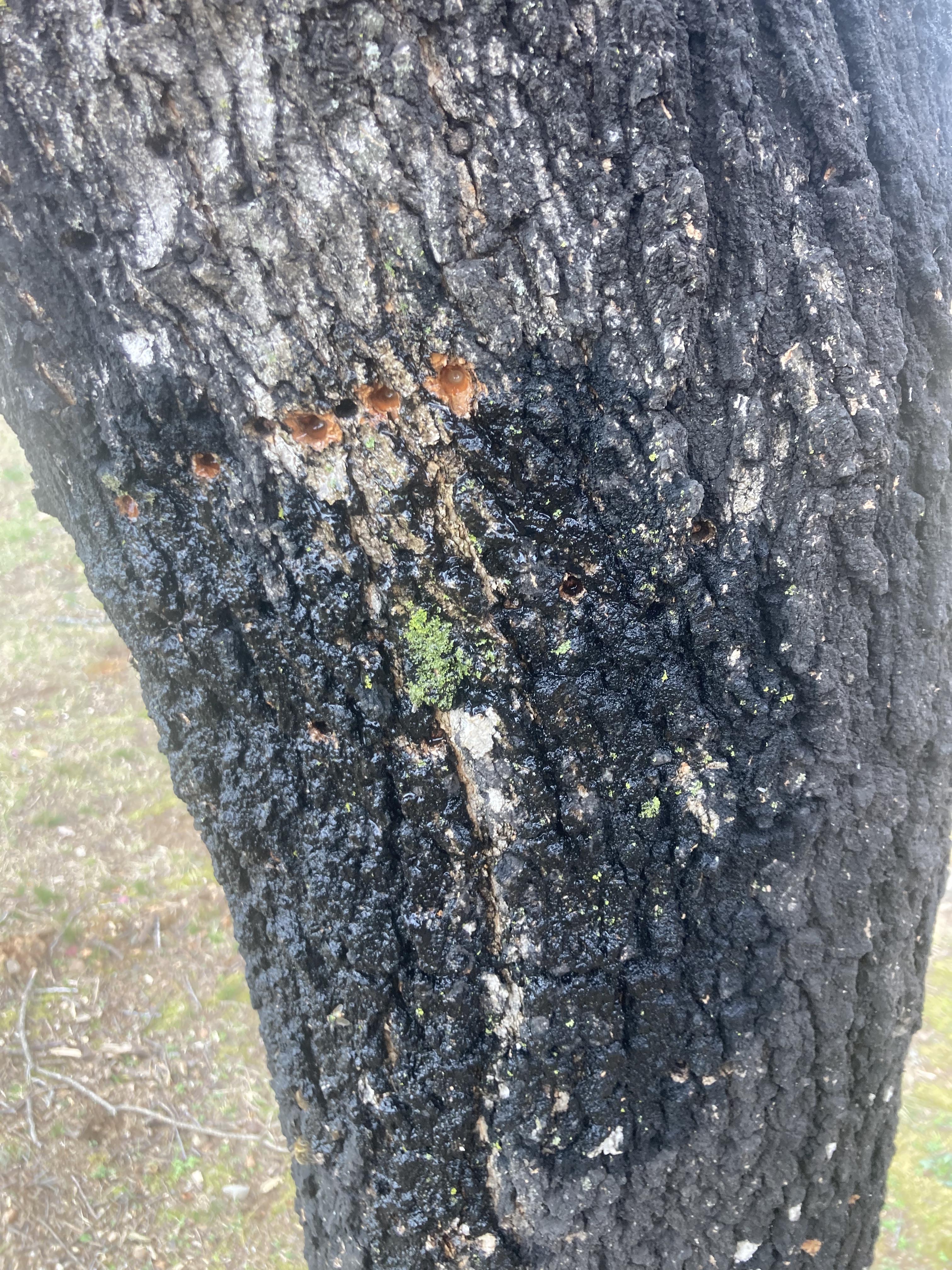 Yellow Bellied Sapsucker on Sugar Maple