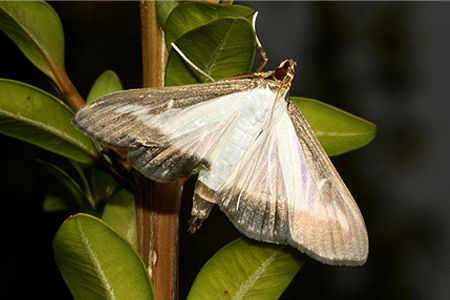Box Tree Moth -- light form 