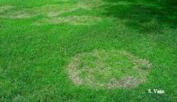 Brown patch in Bermudagrass 