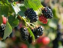 Blackberries on a bush. Blackberries