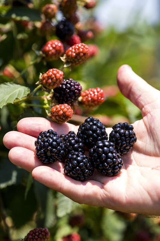Hand holding blackberries, with bushes in the background.