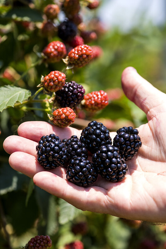 Blackberries Hand holding blackberries, with bushes in the background.