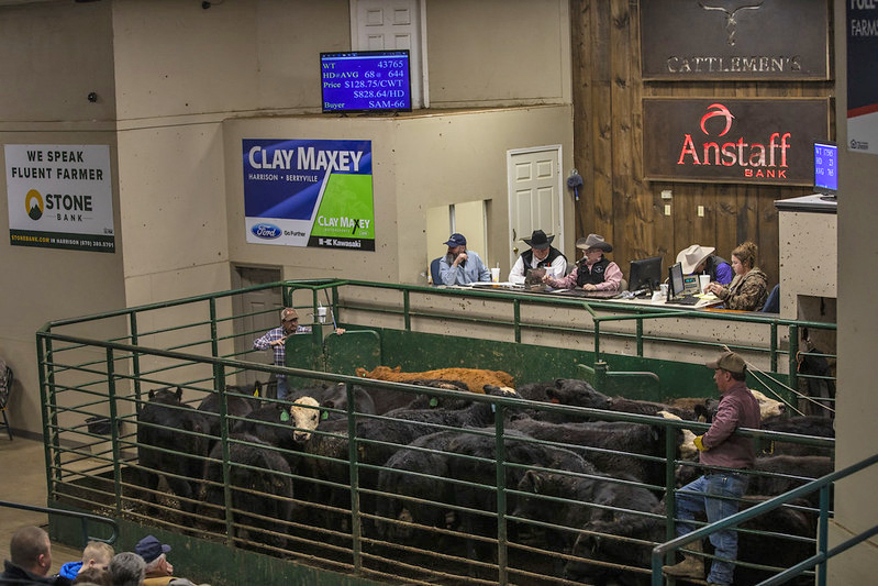 Cattle auction, Harrison, Arkansas. Cattle auction at Harrison, Arkansas.