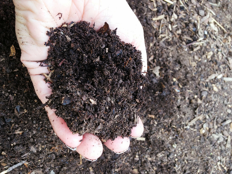 Hand holding compost.