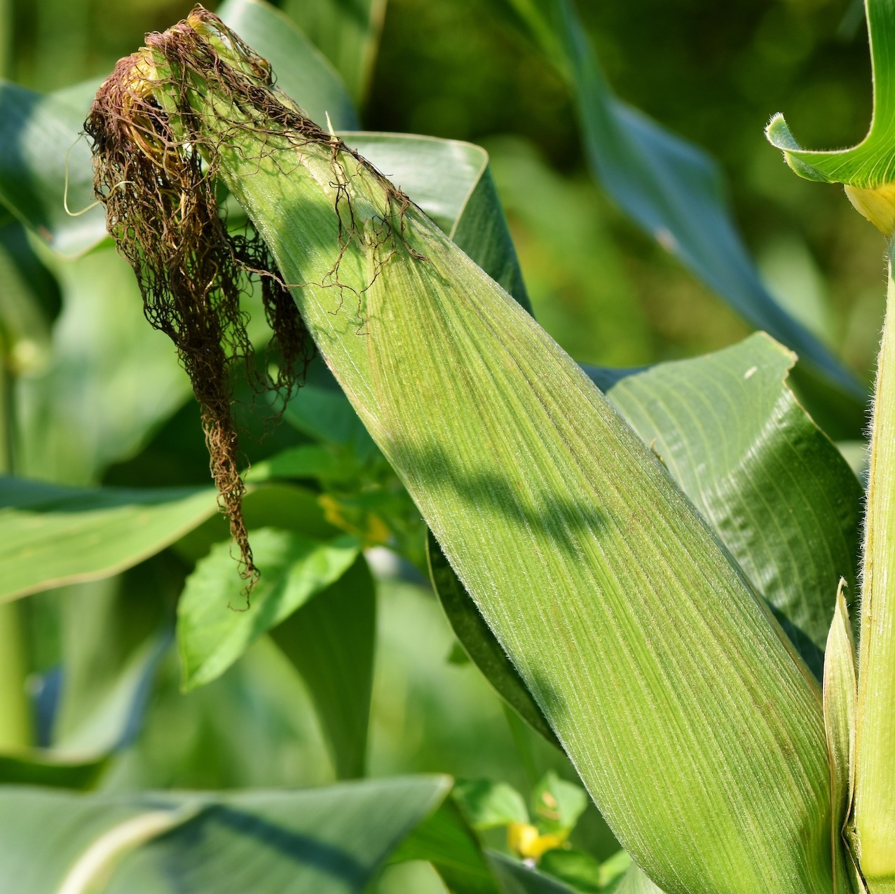 corn on the plant