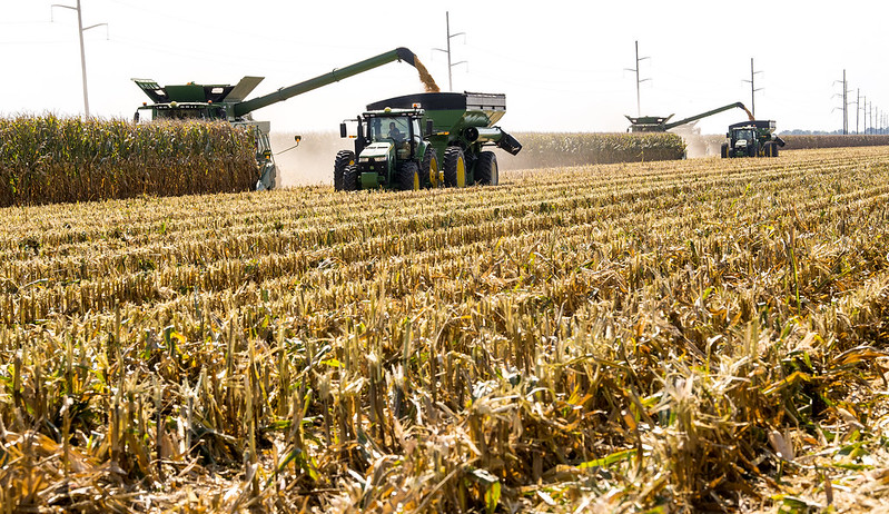 Combine harvesting corn