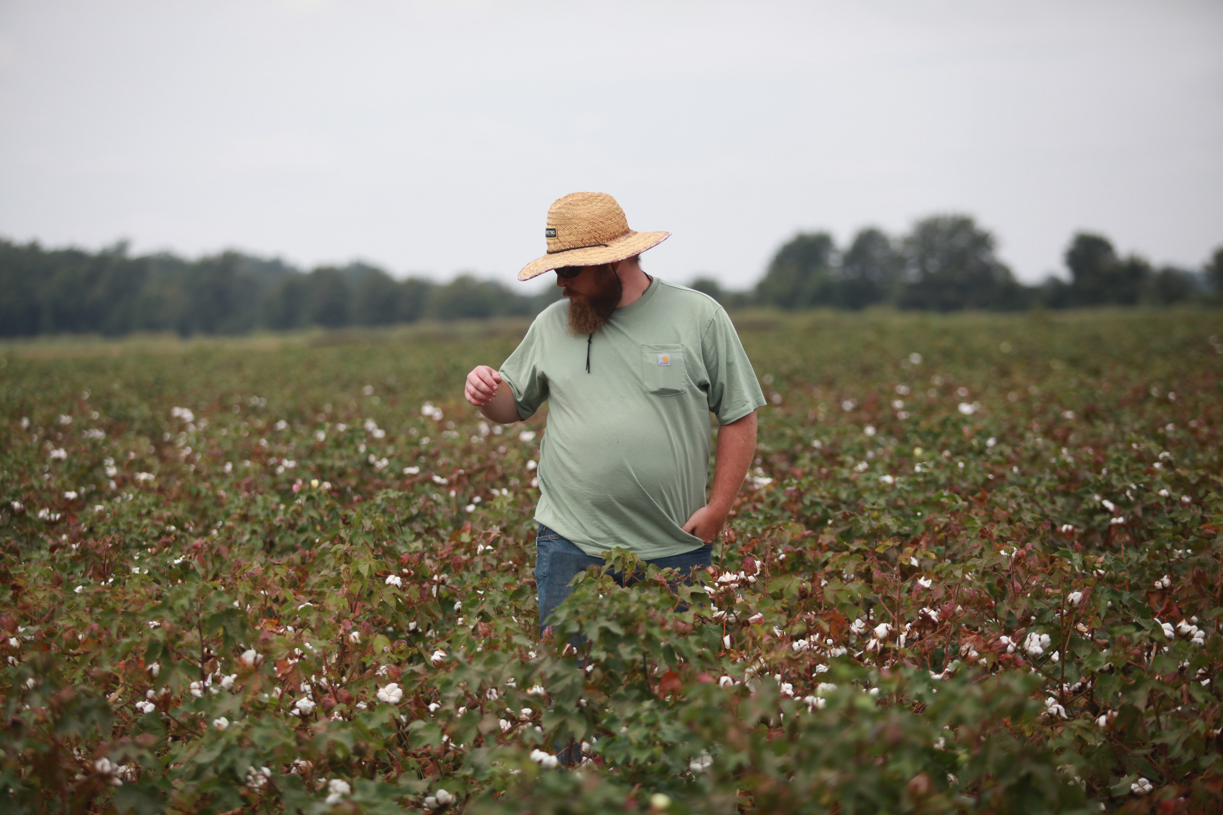 Joe McAlee in a field of cotton