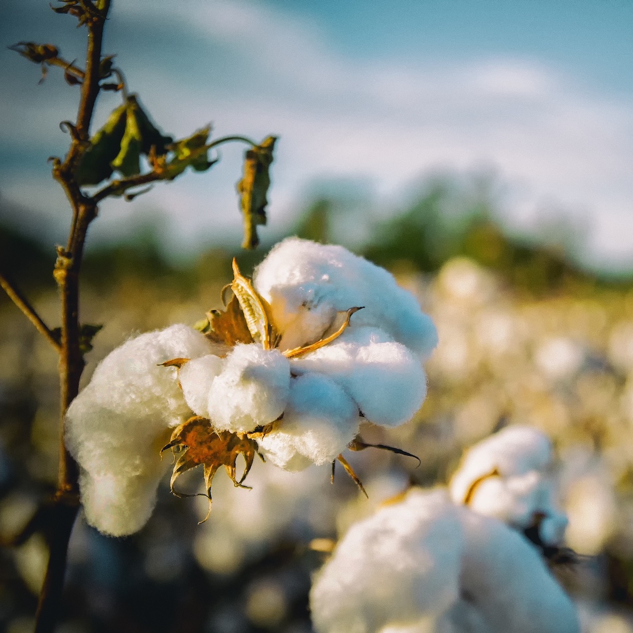 cotton bolls