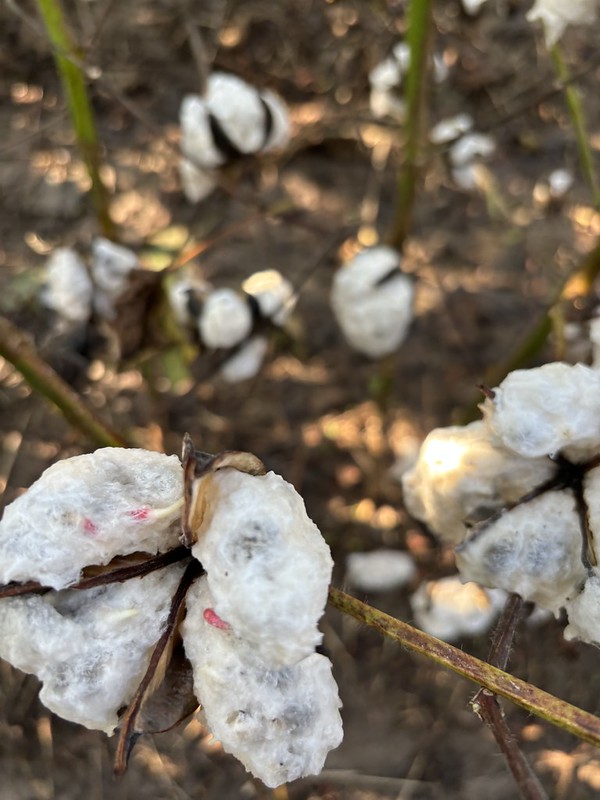 Drenched cotton bolls