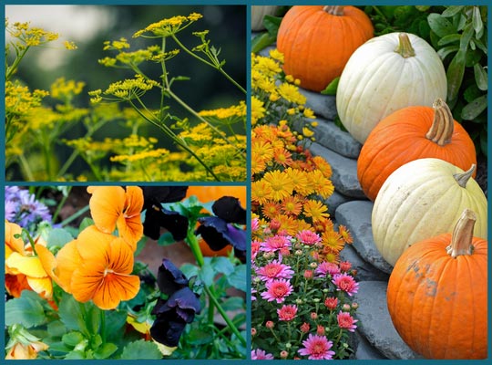 orange pumpkins, purple and organge pansies, and flowering parsnips