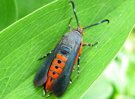 Squash vine borer pest control resources
