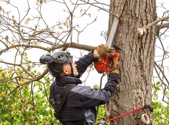 arborist cutting dead branches