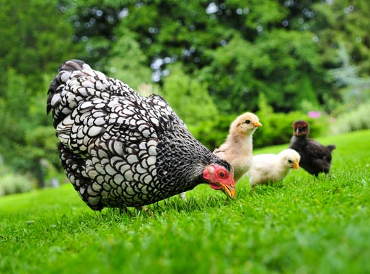 Avian Flu Recorded Webinars