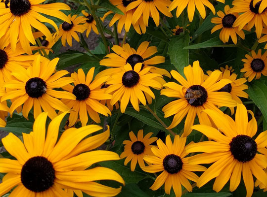 honey bee on bright yellow black-eyed susans