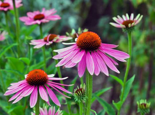 Coneflower, Echinacea