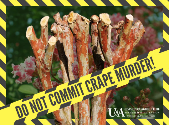 Do not commit crape murder