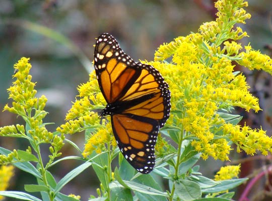 Flowering goldenrod Solidago canadensis Flowering goldenrod Solidago canadensis
