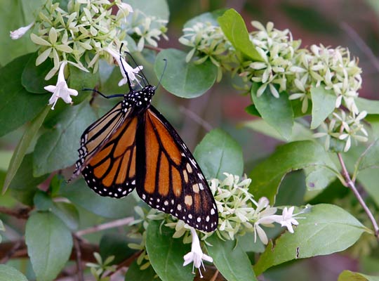 Monarch Butterfly